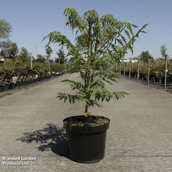 Rhus typhina 'Dissecta'