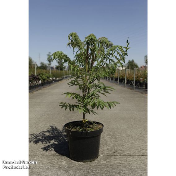 Rhus typhina 'Dissecta'