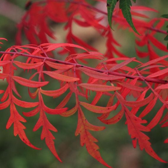 Rhus glabra 'Laciniata'