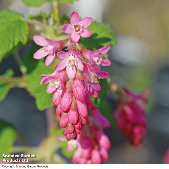 Ribes sanguineum 'King Edward Vii' (Hedging)