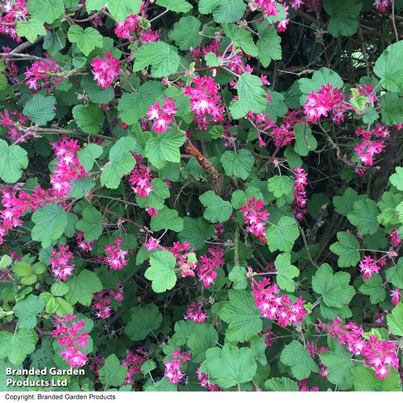 Ribes sanguineum 'King Edward Vii' (Hedging)