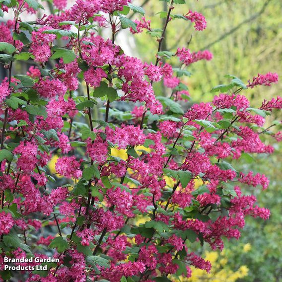 Ribes sanguineum 'King Edward Vii' (Hedging)