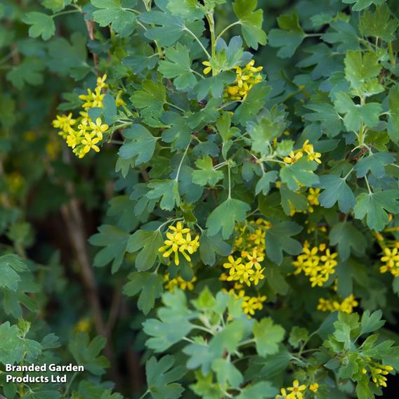 Ribes odoratum