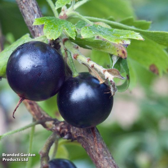 Ribes odoratum