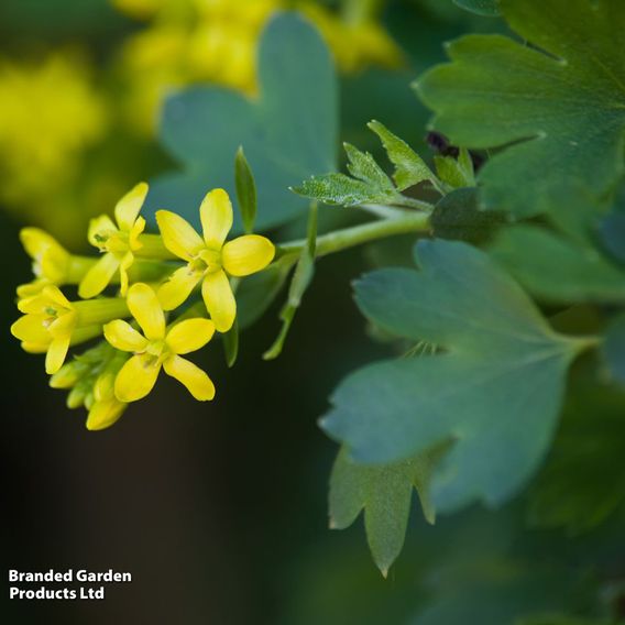 Ribes odoratum