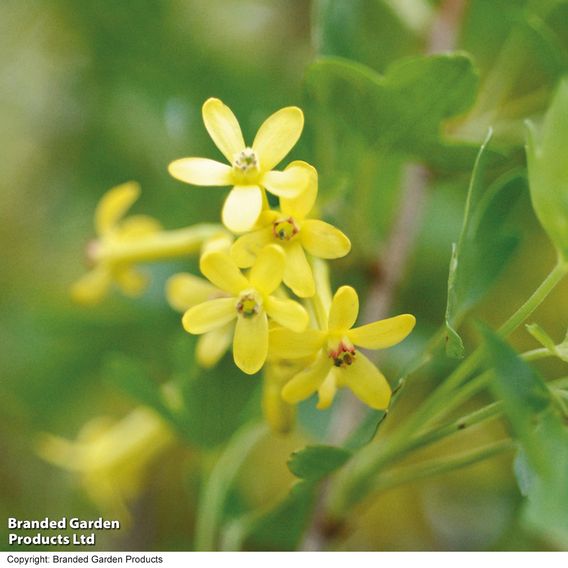 Ribes odoratum