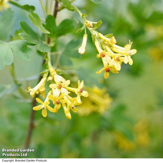 Ribes odoratum