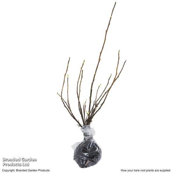 Ribes sanguineum (Hedging)