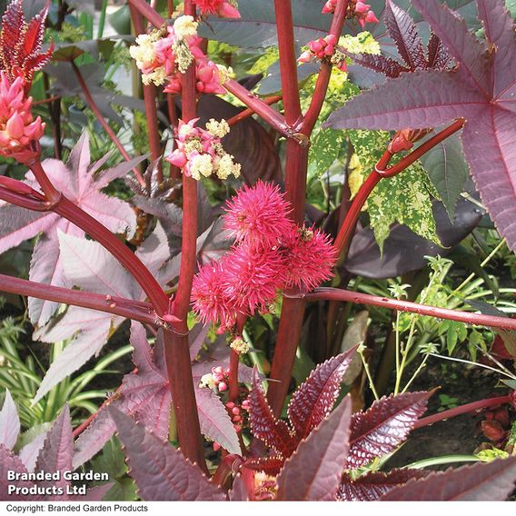 Castor Oil Plant - Seeds