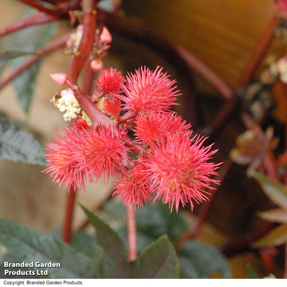 Castor Oil Plant - Seeds