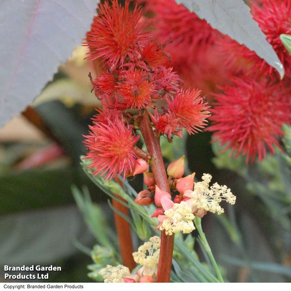 Castor Oil Plant - Seeds
