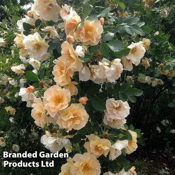Rose 'Above And Beyond' (Climbing Rose)