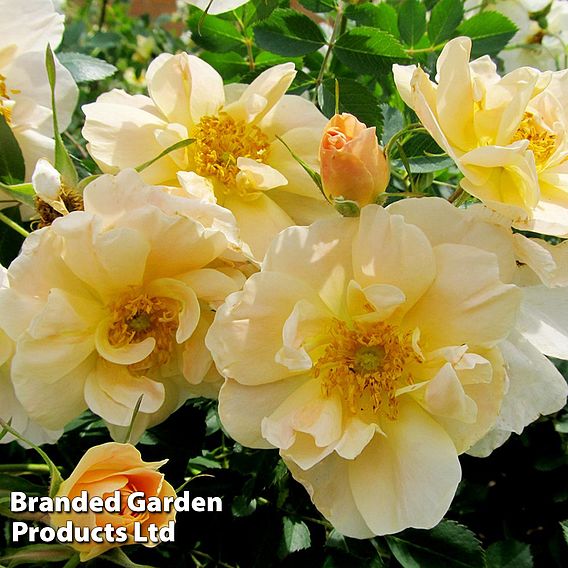 Rose 'Above And Beyond' (Climbing Rose)