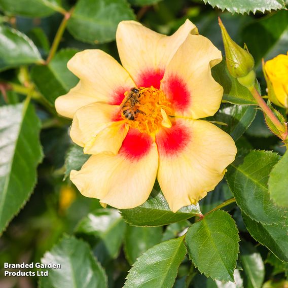 Rose 'Eye of the Tiger' (Shrub Rose)