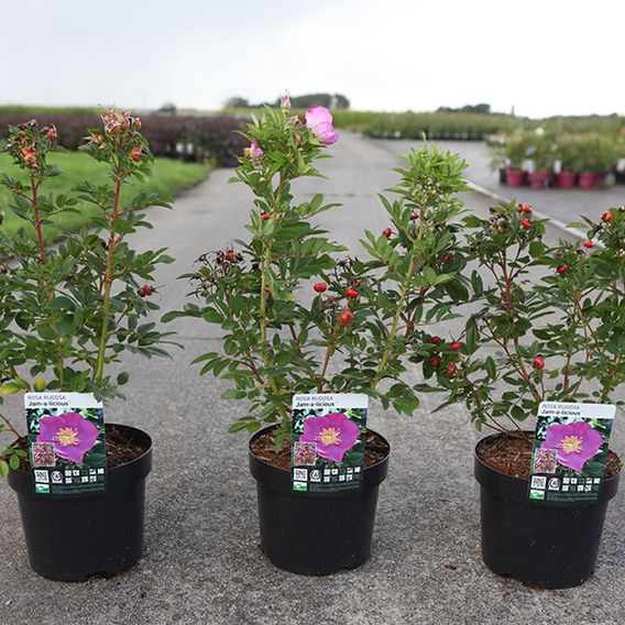 Rose 'Jam-A-Licious'