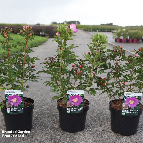 Rose 'Jam-A-Licious'
