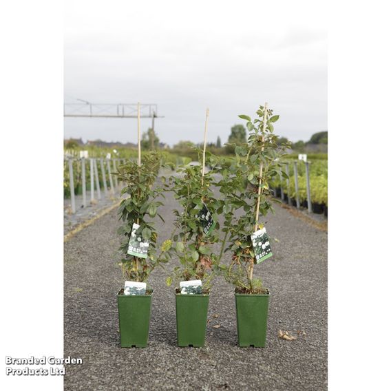 Rose 'Mon Jardin & Ma Maison' (Floribunda)