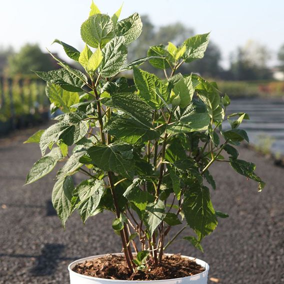 Rose 'Nevada' (Shrub Rose)