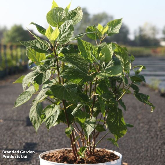 Rose 'Nevada' (Shrub Rose)