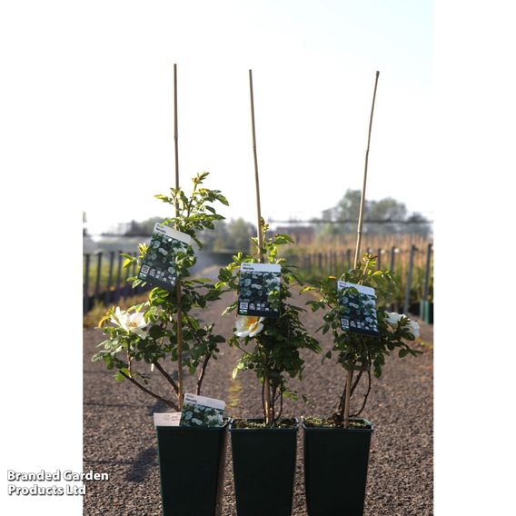 Rose 'Nevada' (Shrub Rose)