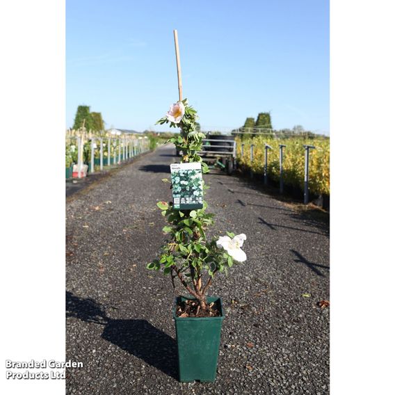 Rose 'Nevada' (Shrub Rose)
