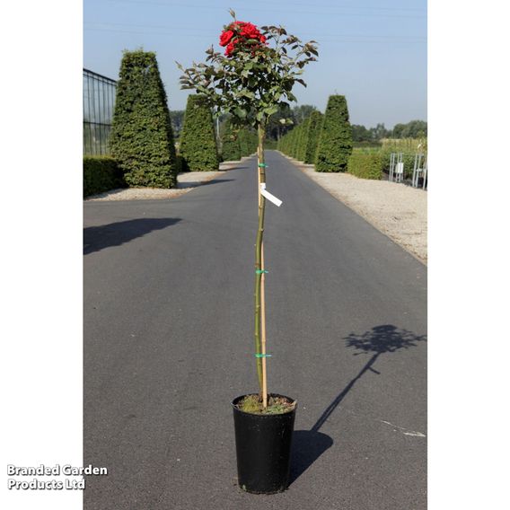 Rose 'Nina Weibull' (Floribunda)