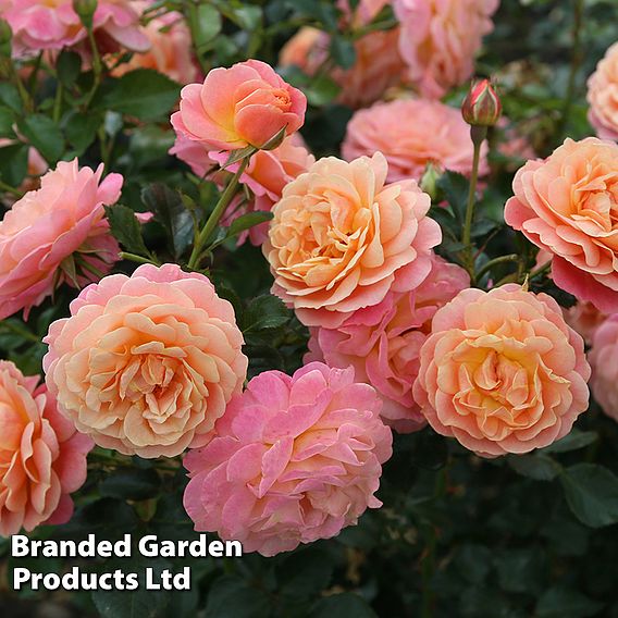 Rose 'Peach Melba' (Climbing)