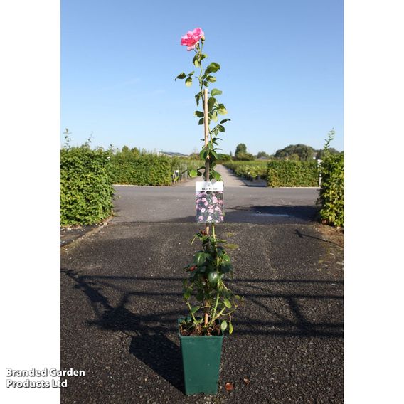 Rose 'Bantry Bay' (Climbing)