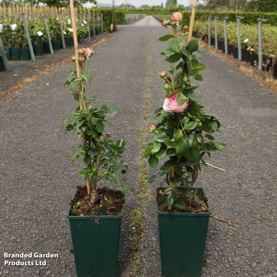Rose 'Giardina' (Floribunda)