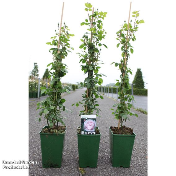 Rose 'New Dawn' (Climbing)