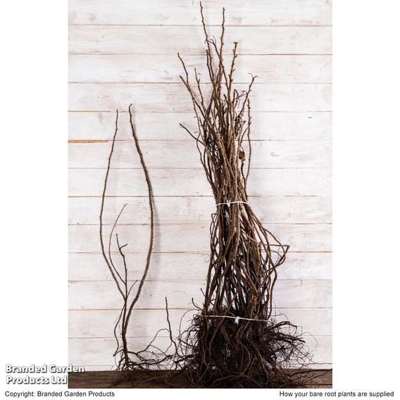 Ramanas Rose (Hedging)
