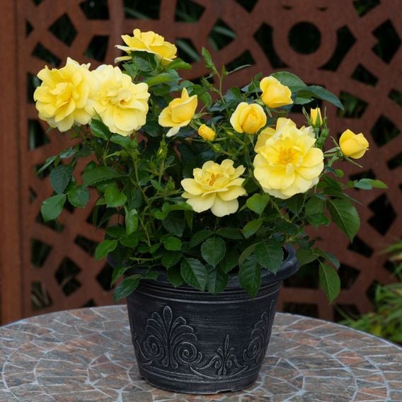 Rose 'Isn't She Wonderful'