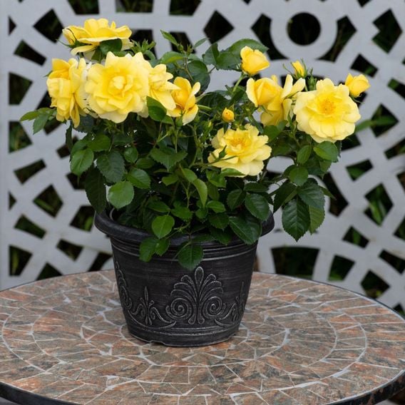 Rose 'Isn't She Wonderful'