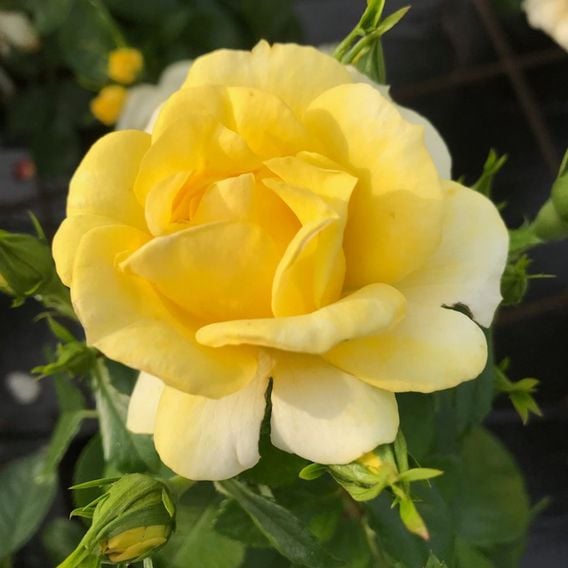 Rose 'Isn't She Wonderful'