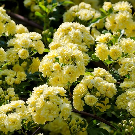 Rose banksiae 'Lutea' (Rambling Rose)