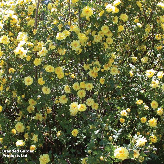 Rose banksiae 'Lutea' (Rambling Rose)