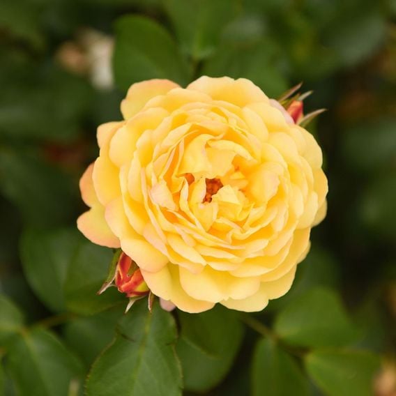 Rose 'Belle du Jour'