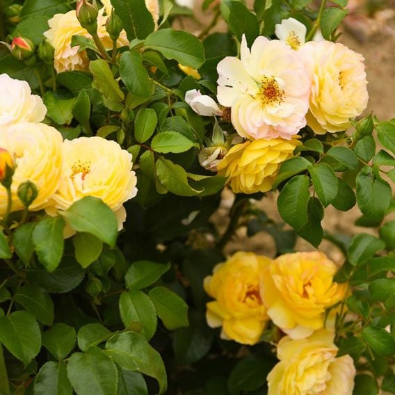 Rose 'Belle du Jour'
