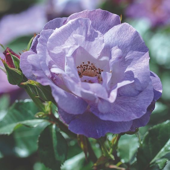 Rose Blue for You (Floribunda Rose)