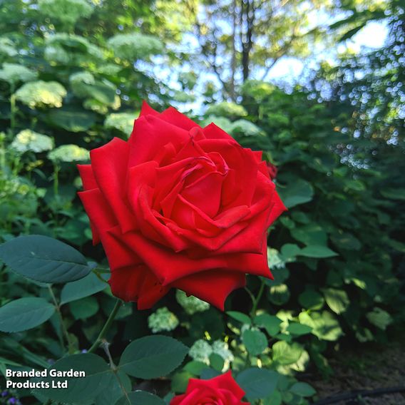 Summer Plant & Bulb Bundle