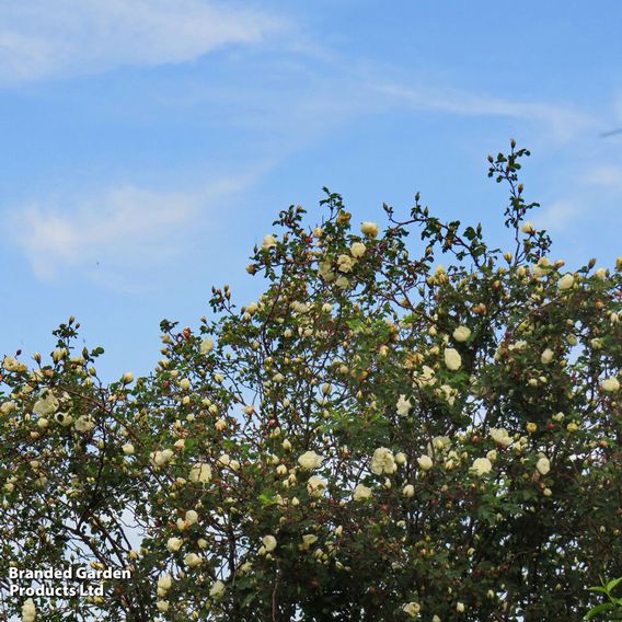 Burnet rose (Hedging)
