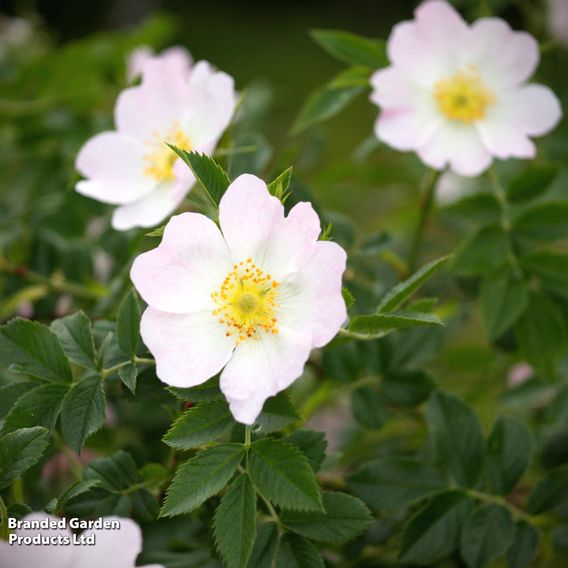 Burnet rose (Hedging)