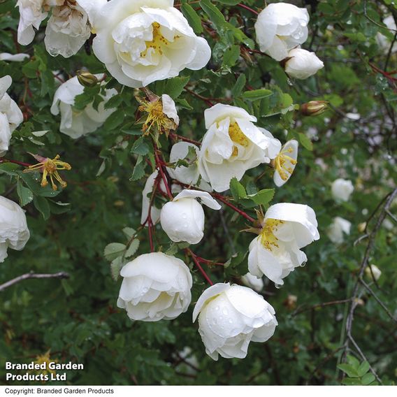 Burnet rose (Hedging)