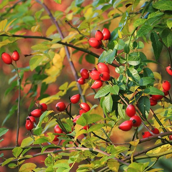 Dog rose (Hedging)