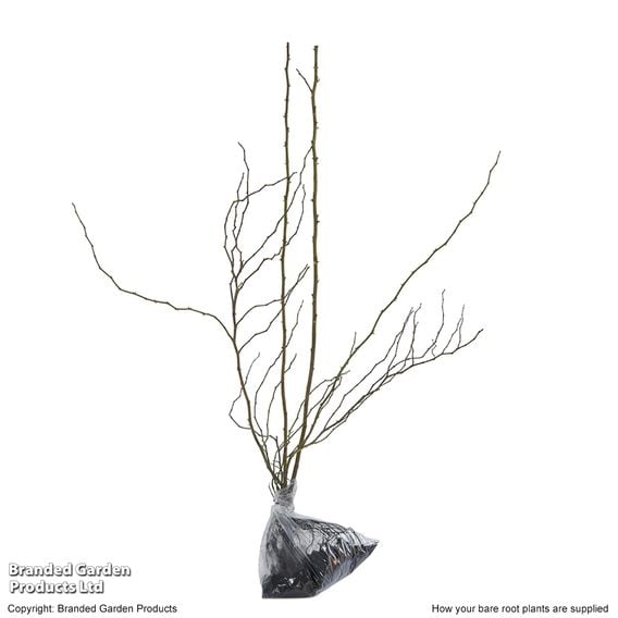 Dog rose (Hedging)