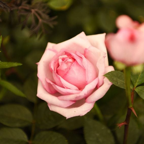 Rose 'Caroline Quentin'