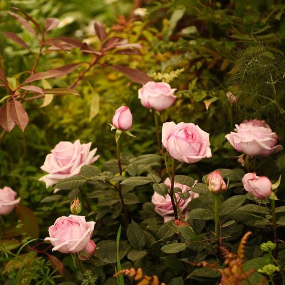 Rose 'Caroline Quentin'
