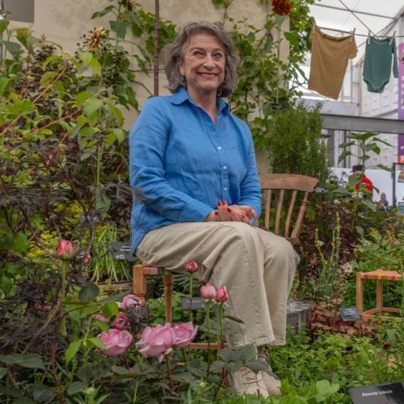 Rose 'Caroline Quentin'