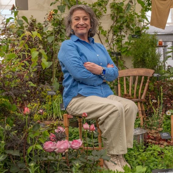Rose 'Caroline Quentin'