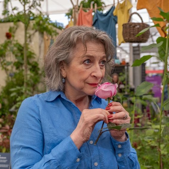 Rose 'Caroline Quentin'